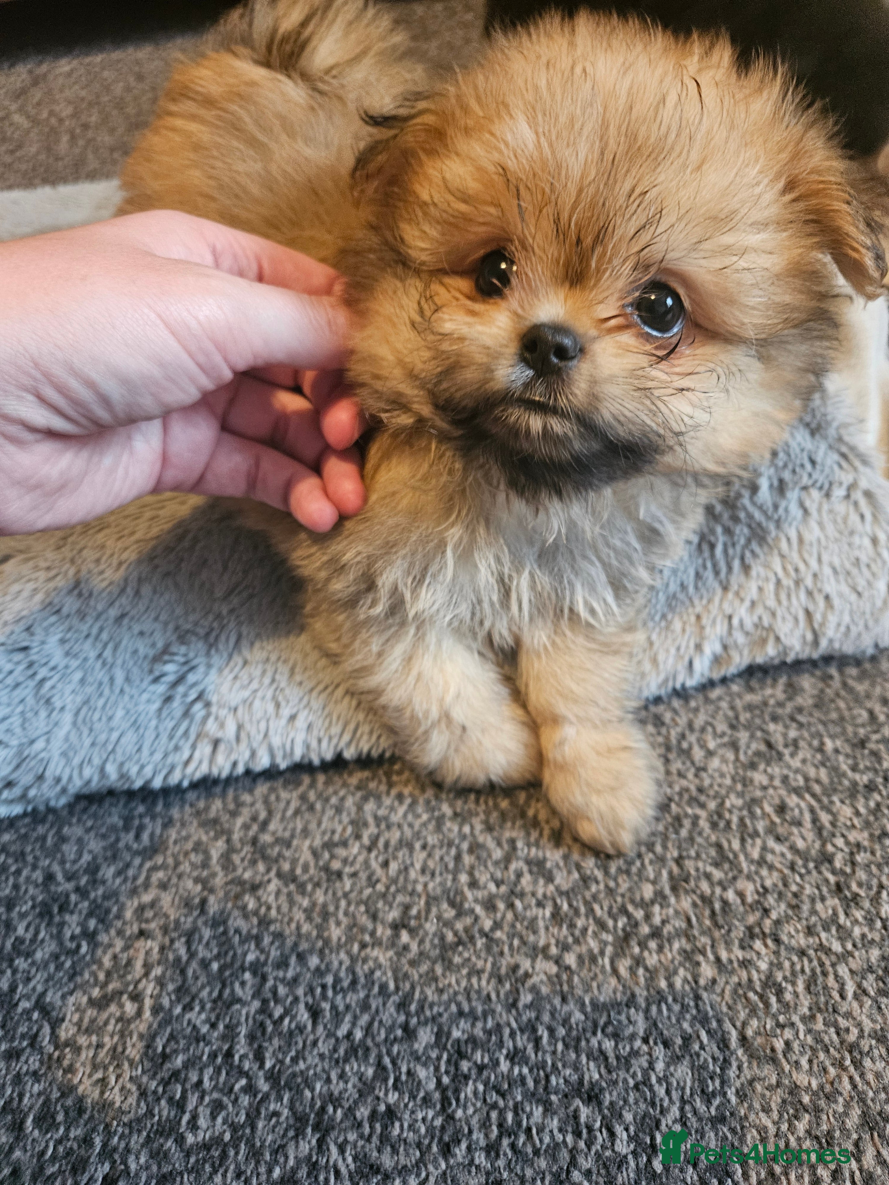 Mixed Breed dogs Health checked,quality pomeranian and shitzu cross - Advert 2