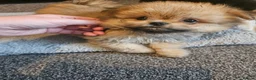 Mixed Breed dogs for sale: Last one left,quality pomeranian and shitzu cross - Advert 12