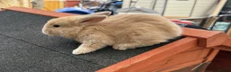 Continental Giant rabbits for sale: Gorgeous Conti/French Lop Bunnies ♥️ - Advert 11