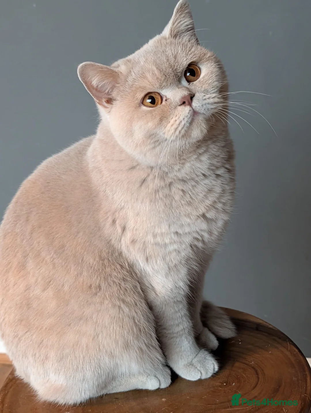 British Shorthair cats for sale: British Shorthair - cream  - Advert 2