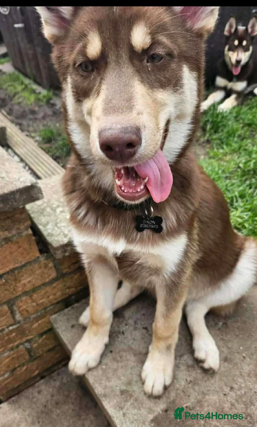 Siberian Husky dogs for sale: Meet Tyr the Husky 🐕💙 - Advert 7