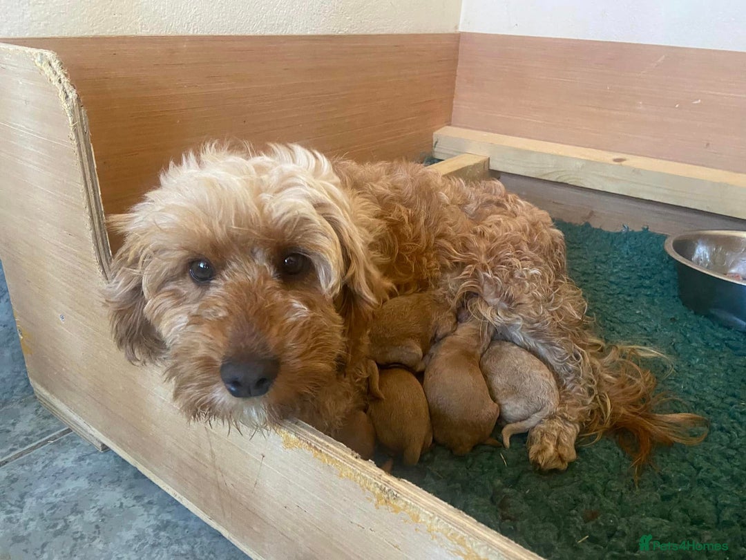 Cockapoo dogs for sale: Paddinton, Yogi & Barnaby -Teddy Bear Cockapoos - Image 7