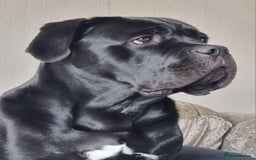 Cane Corso dogs for sale: Stunning Male Cane Corso for sale - 8 months - Image 3