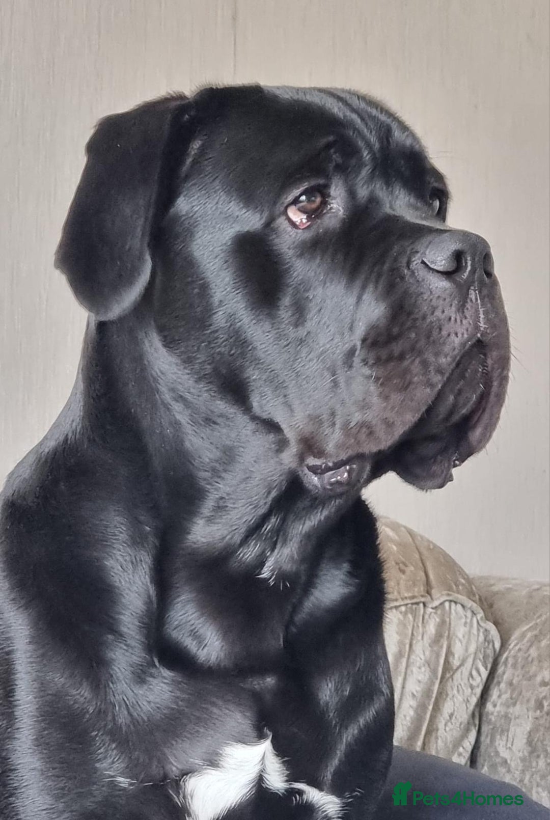 Cane Corso dogs for sale: Stunning Male Cane Corso for sale - 8 months - Image 3