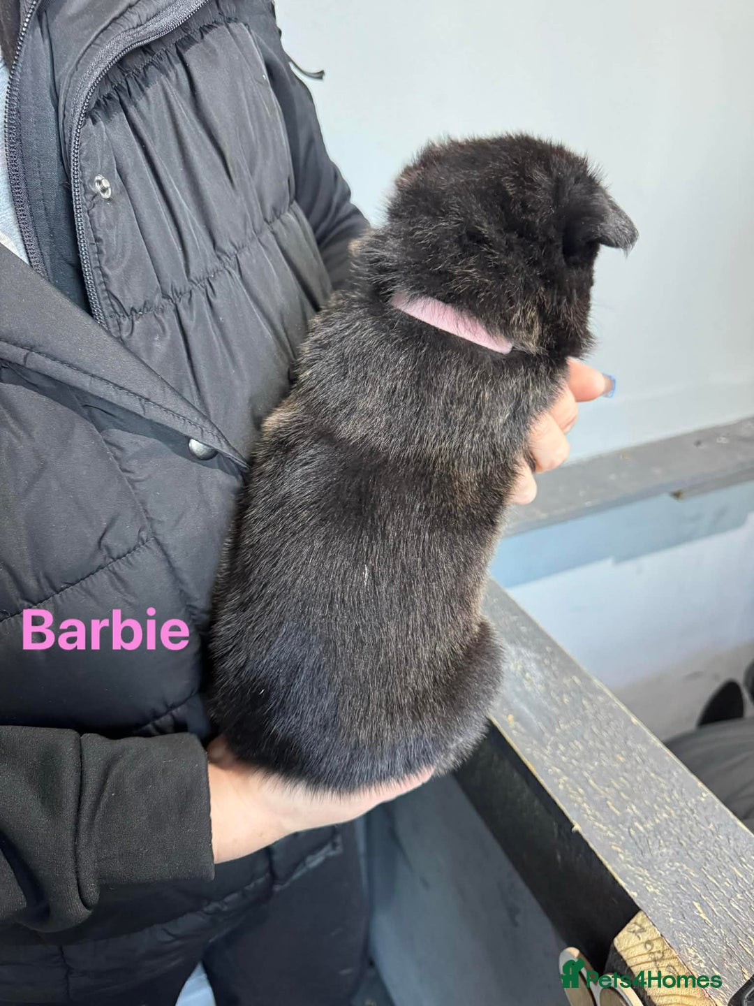 German Shepherd dogs for sale: German shepherd - Advert 4