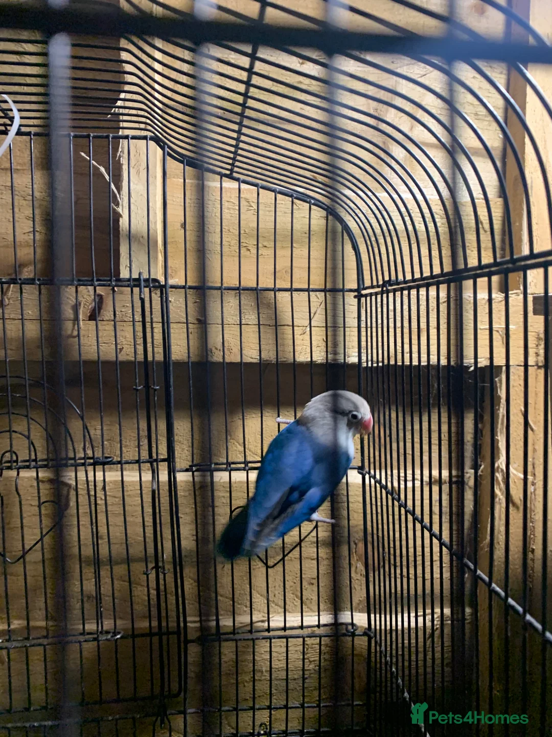 Lovebirds birds for sale: Fischer Love bird in Christchurch - Advert 4