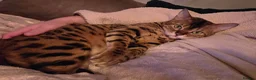 Bengal cats for sale: ✨️ OUTSTANDING TICA BENGAL KITTENS ✨️ in Leicester - Advert 7