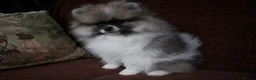 Pomeranian dogs for sale: Pom puppies with Kc reg , pedigree for sale - Advert 10