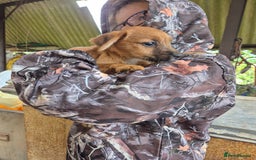 Mixed Breed dogs for sale: 6 lakeland terrier cross bitchs - Image 1