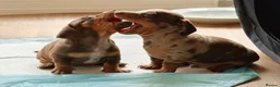Miniature Dachshund dogs for sale: Miniature dachshund  in Thirsk - Advert 7