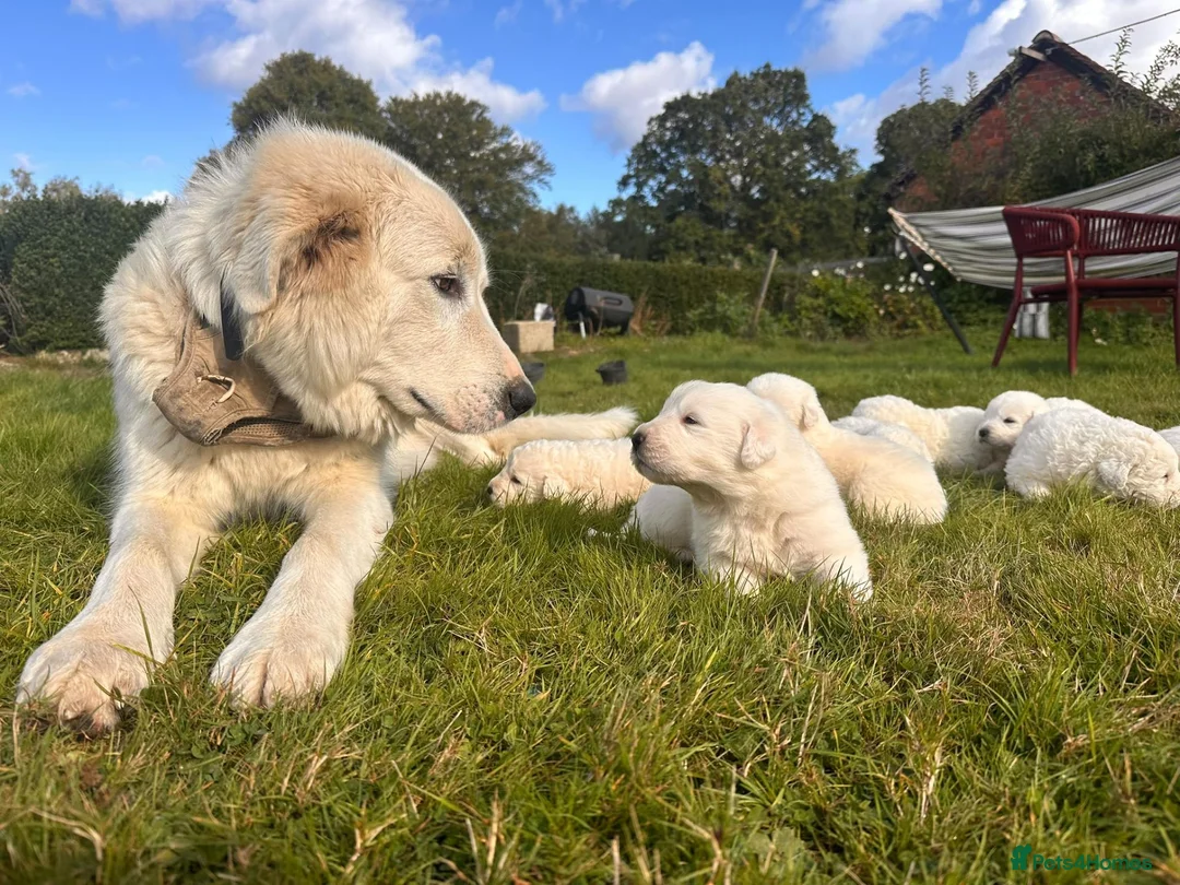 Maremma Sheepdog dogs for sale: A Rare Opportunity to Welcome a Maremma Sheepdog - Advert 1
