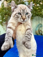 Savannah cats - Advert 1