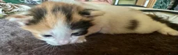 Mixed Breed cats for sale: Star has had a lovely litter of 5! - Advert 4