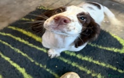 Cocker Spaniel dogs for sale: Extensively Health Tested KC Registered Puppy - Image 10