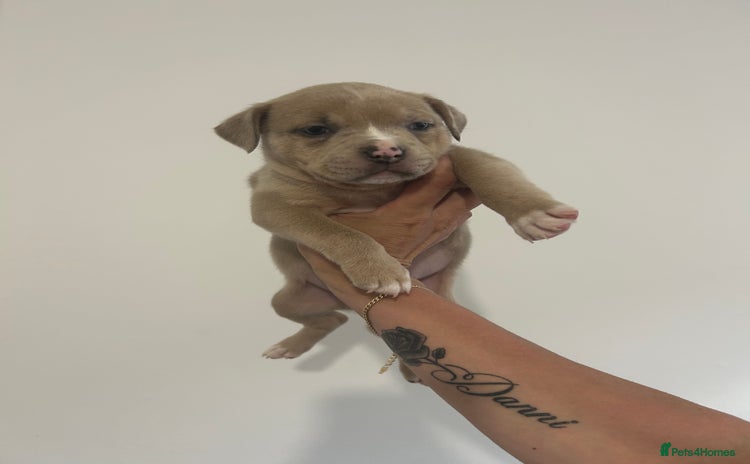 American Bully dogs - Advert 2