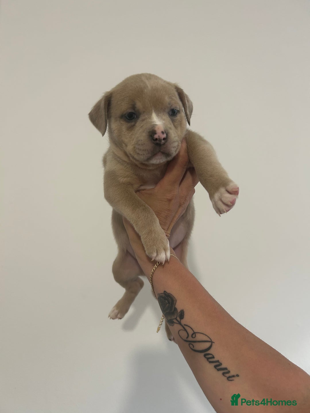 American Bully dogs for sale: Pocket bullies - Image 1