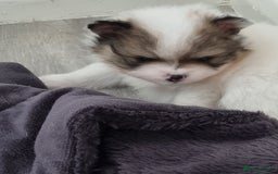 Pomeranian dogs for sale: Beautiful Pomeranians  - Image 12