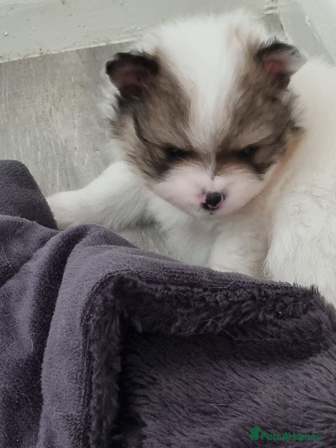 Pomeranian dogs for sale: Beautiful Pomeranians  - Image 12