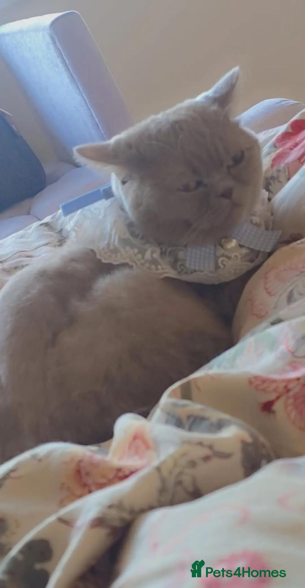 British Shorthair cats maya cat - Advert 2