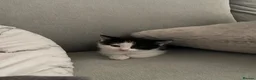 Domestic Shorthair cats for sale: Two beautifully marked male kittens - Advert 7