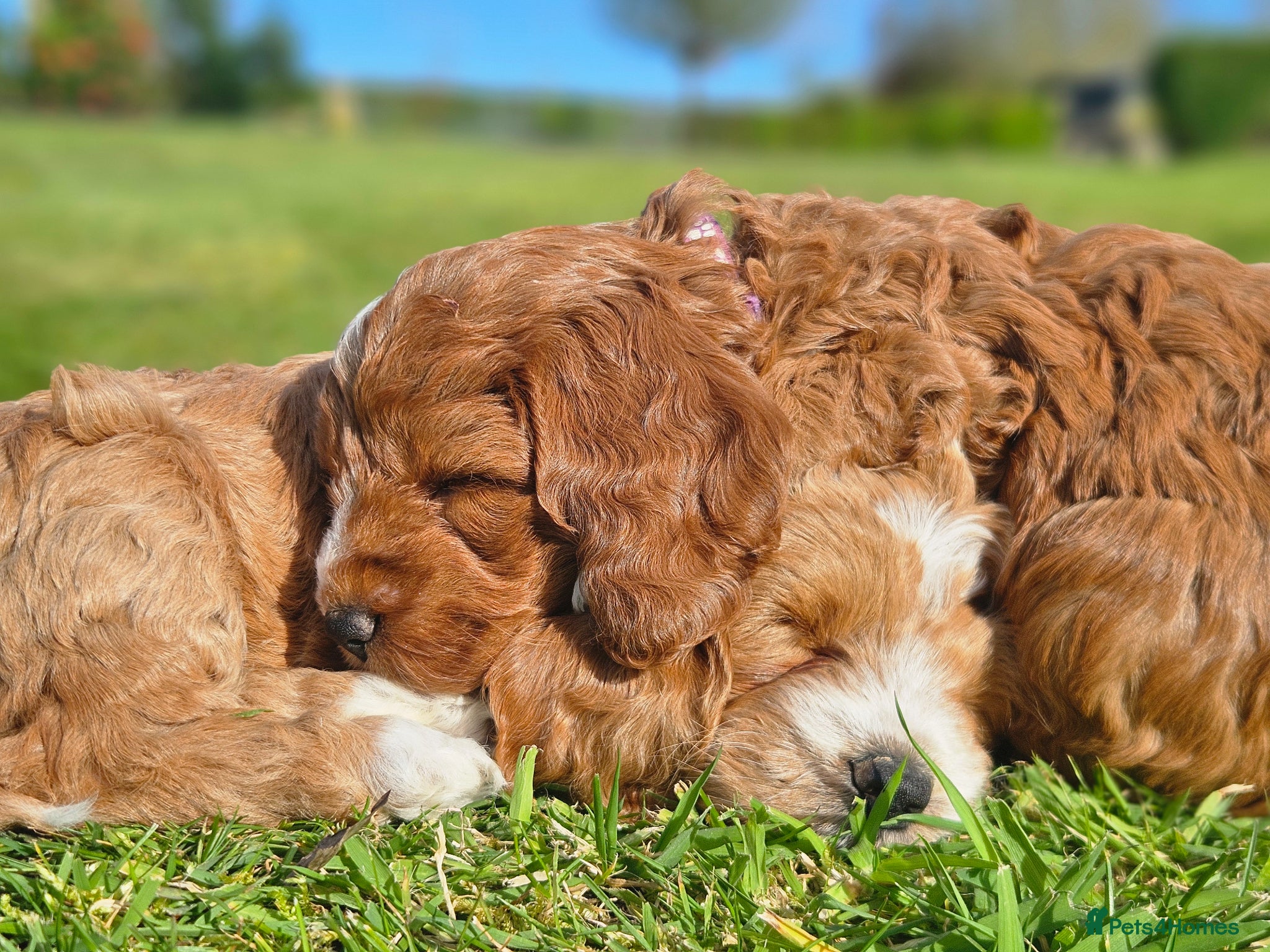 Cockapoo dogs FALLOWCOPSE F1 Miniature Cockapoo puppies - Advert 1