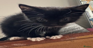 Mixed Breed cats - Advert 16
