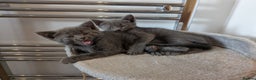 Russian Blue cats for sale: Male Russian blue kitten  - Advert 5