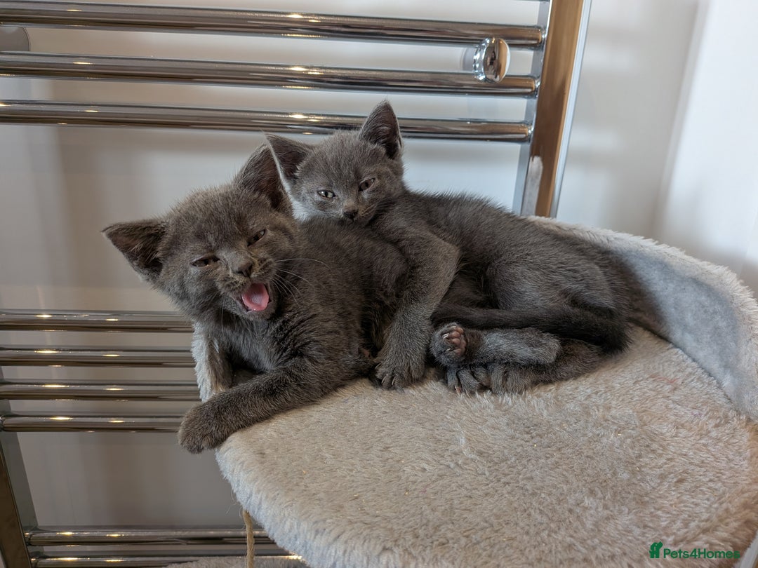 Russian Blue cats for sale: Male Russian blue kitten  - Advert 5