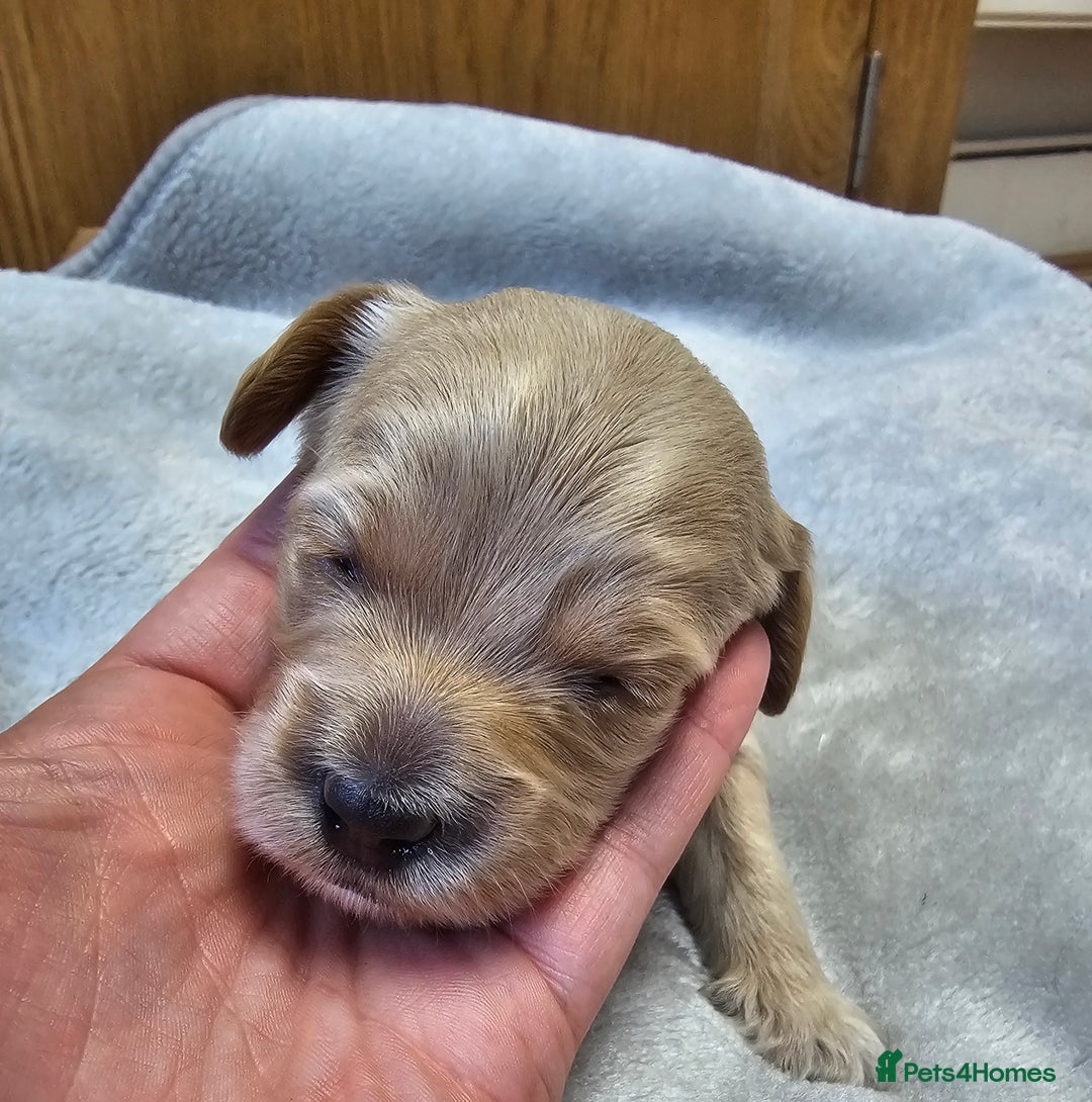 Cockapoo dogs for sale: 4 beautiful cockapoo puppies - Image 14