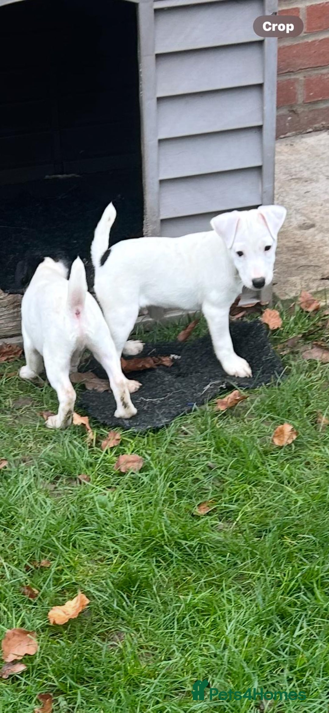 Jack Russell dogs for sale: Jack Russell Parson Type Dog Puppies For Sale - Advert 6