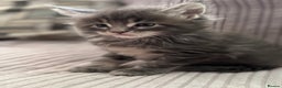 Maine Coon cats for sale: Adorable pedigree Maine coon kittens - Advert 16