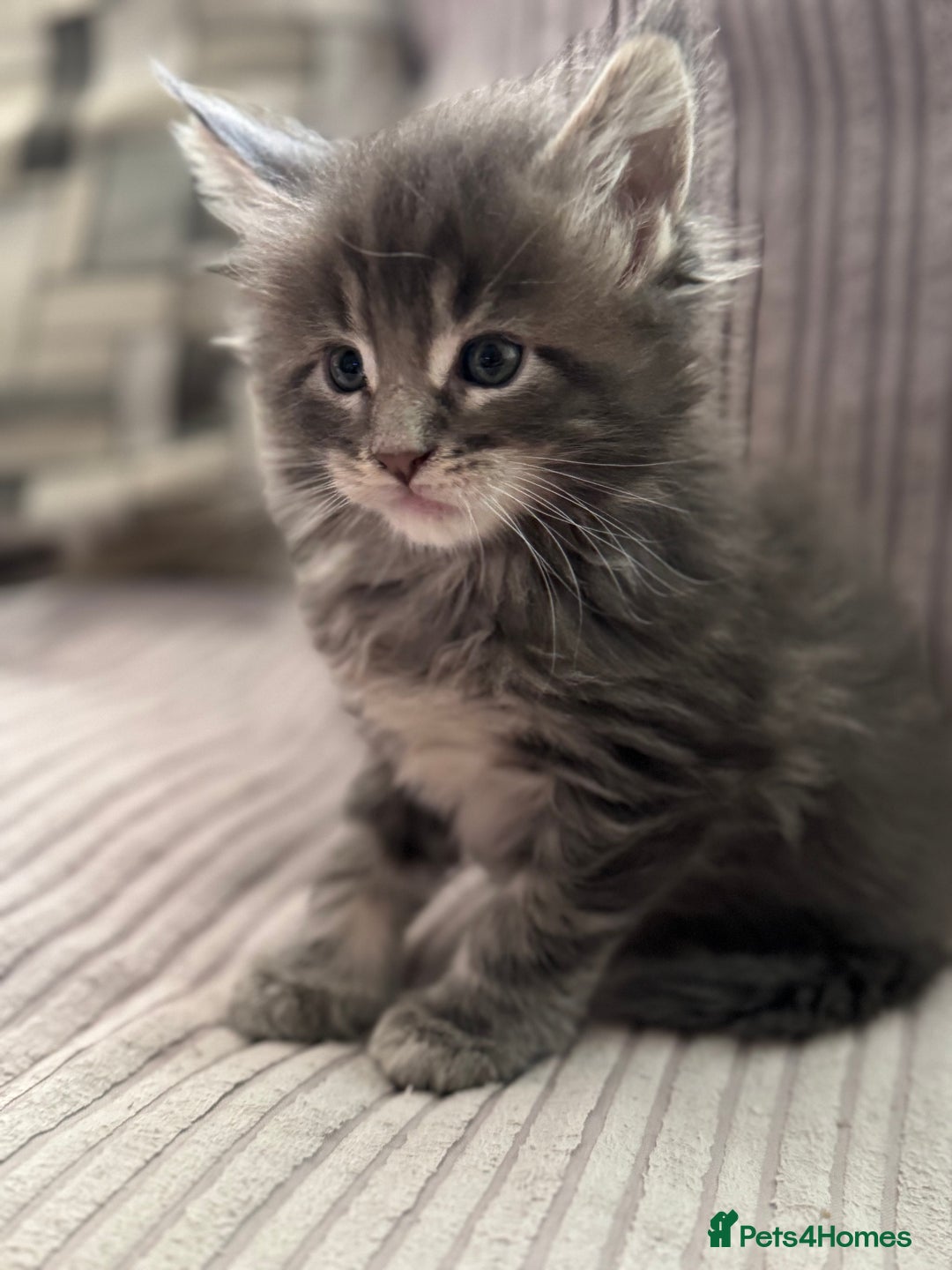 Maine Coon cats for sale: Adorable pedigree Maine coon kittens - Advert 16