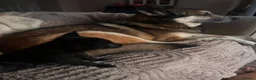 Belgian Shepherd Dog dogs for sale: PURE BREED BELGIAN MALINOIS  in Dunmow - Advert 19