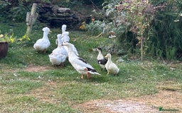 Ducks poultry for sale: Beautiful Ducklings  - Image 3