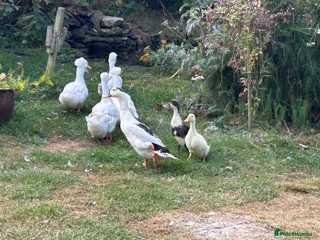 Ducks poultry for sale: Beautiful Ducklings  - Image 3