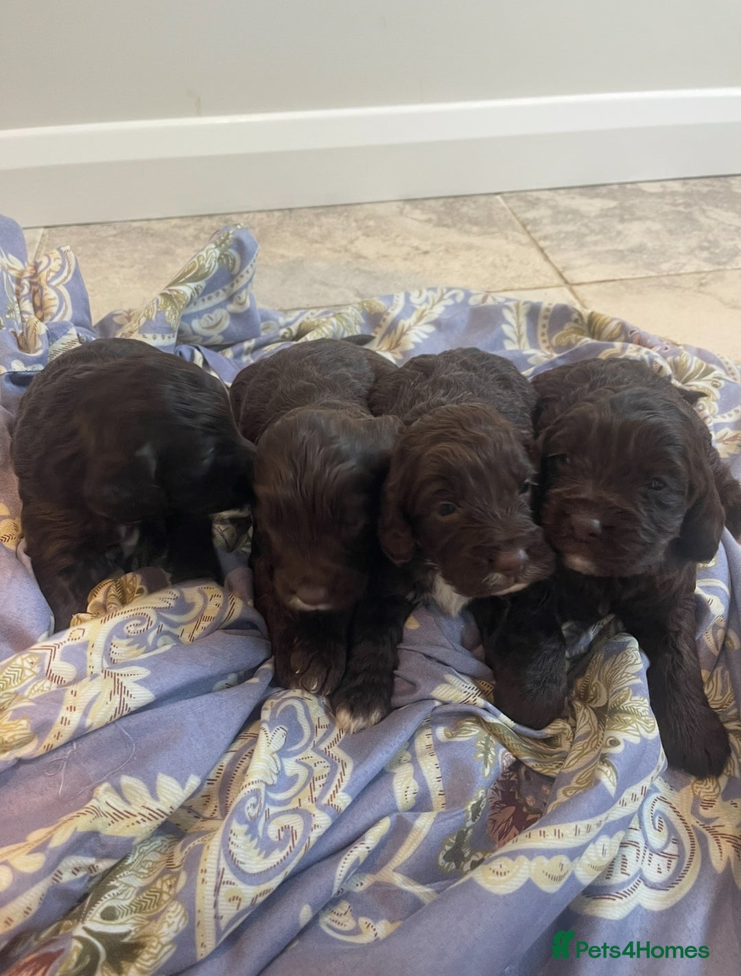 Cockapoo dogs for sale: Beautiful cockapoo puppies ONLY 1 LEFT! price drop - Advert 9