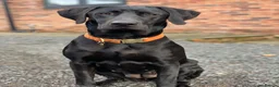 Borador dogs for sale: Stunning Lab x Collie, cream, black & chocolate! in Llandrindod Wells - Advert 4