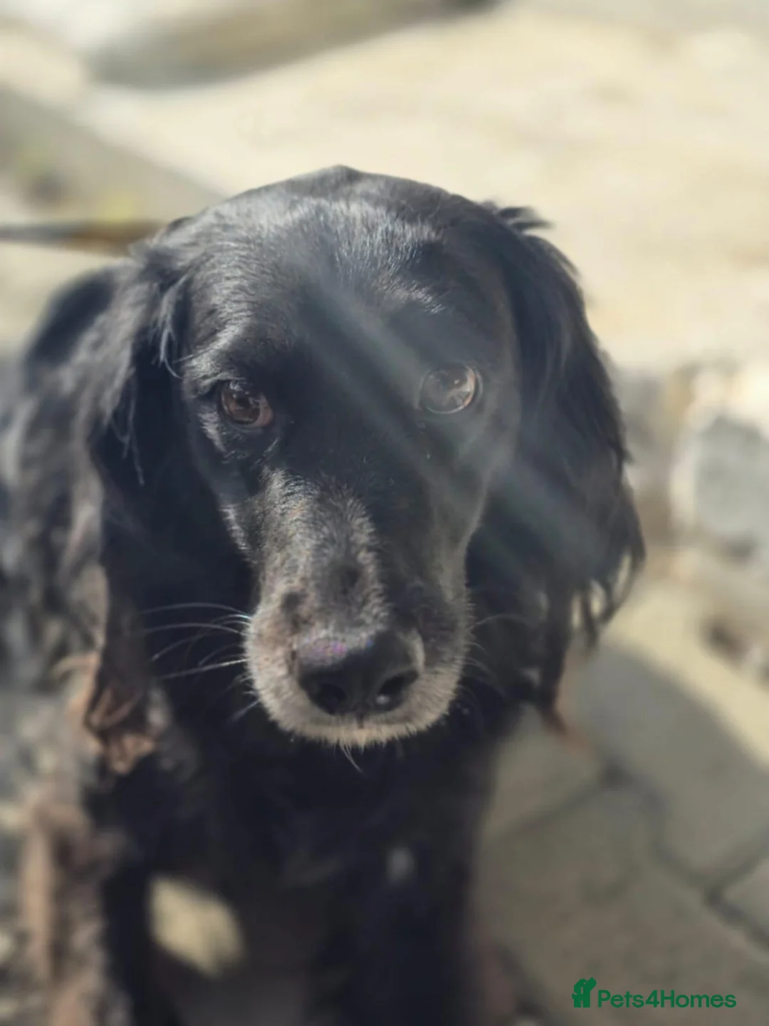 Cocker Spaniel dogs for adoption: Gino ! - Advert 9