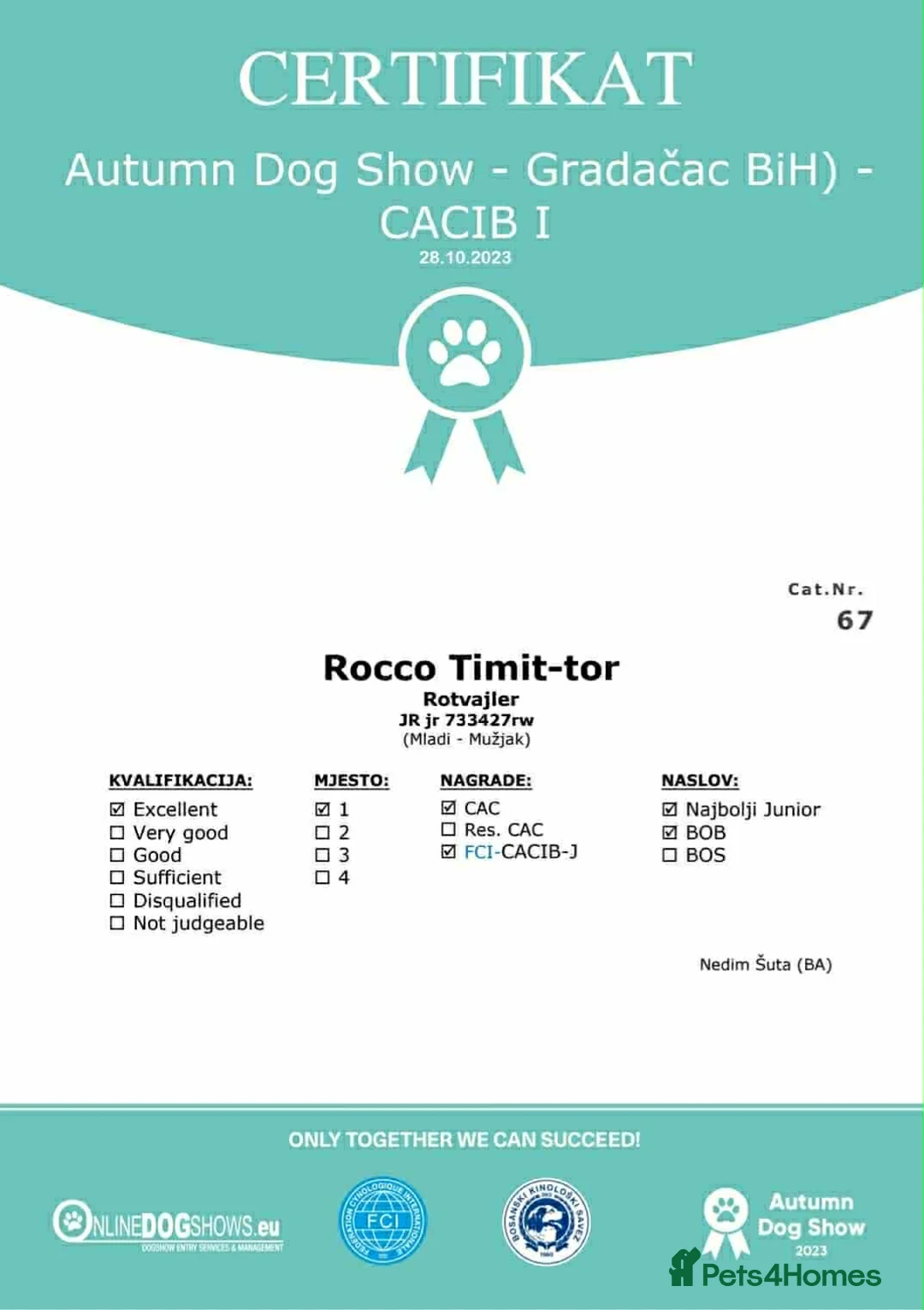 Rottweiler dogs for sale: Top quality kc pups for sale timitor X edelstein - Advert 34