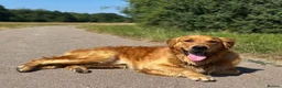 Golden Retriever dogs for stud: PROVEN Big Boned KC Golden Retriever STUD 💫 - Advert 3