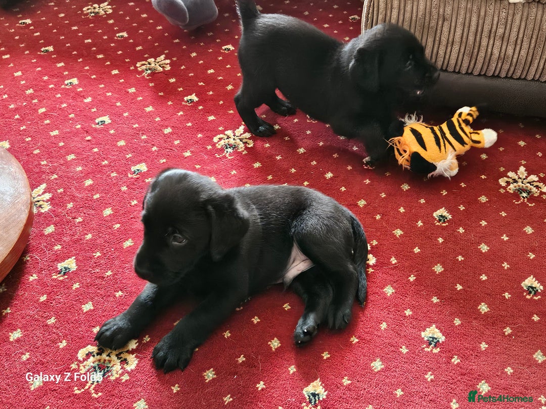 Labrador Retriever dogs for sale: Stunning litter Both Parents Health Tested - Image 17