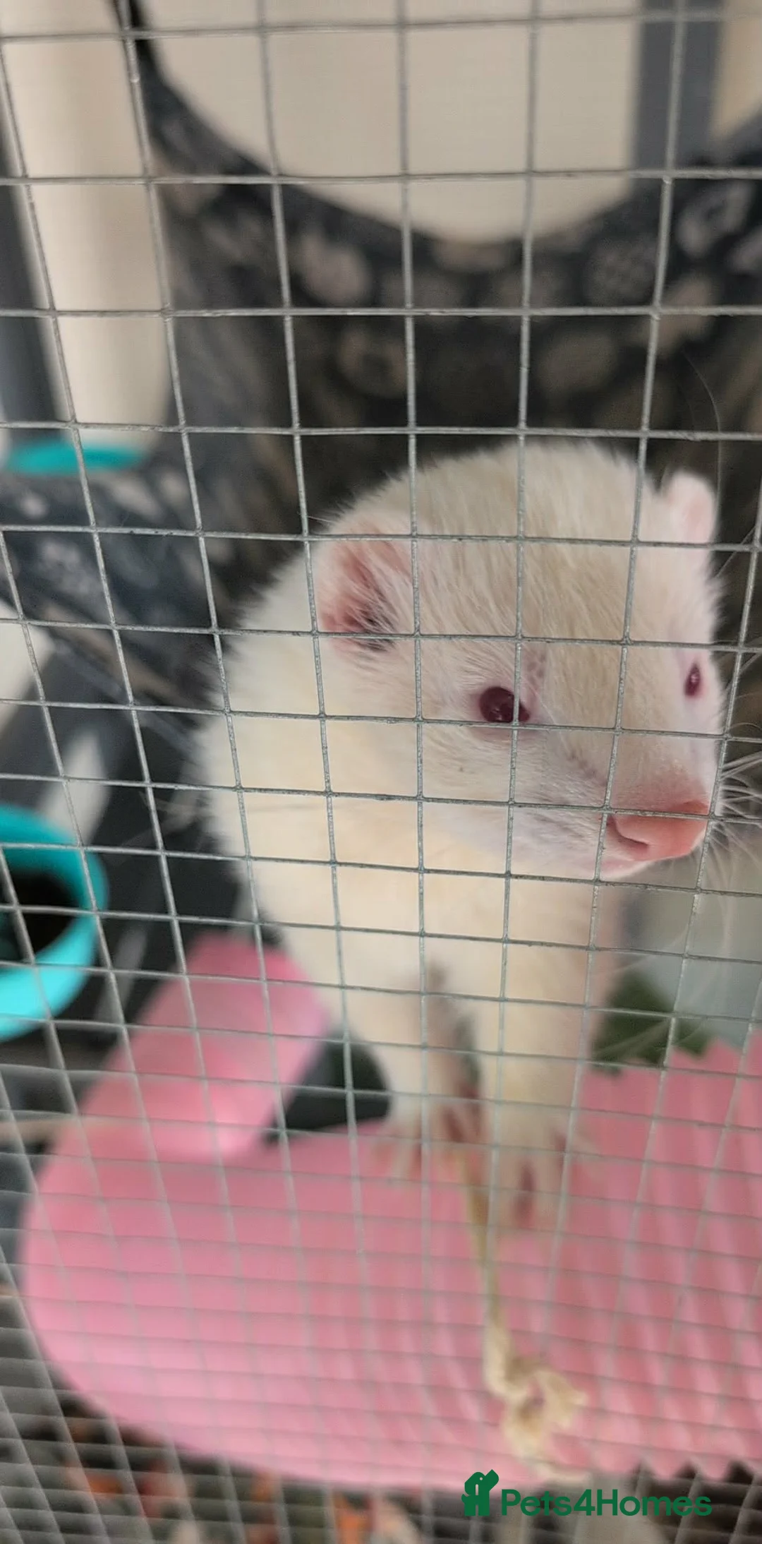 Ferret rodents for sale: 2 ferrets  - Advert 3