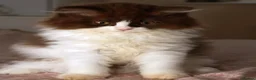 British Longhair cats for sale: Stunning Males TICA Reg - Advert 11