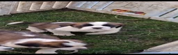 Saint Bernard dogs for sale: Beautiful saint Bernard puppies - Advert 15