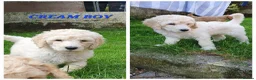 Standard Poodle dogs for sale: Standard poodle puppy's kc reg - Advert 5