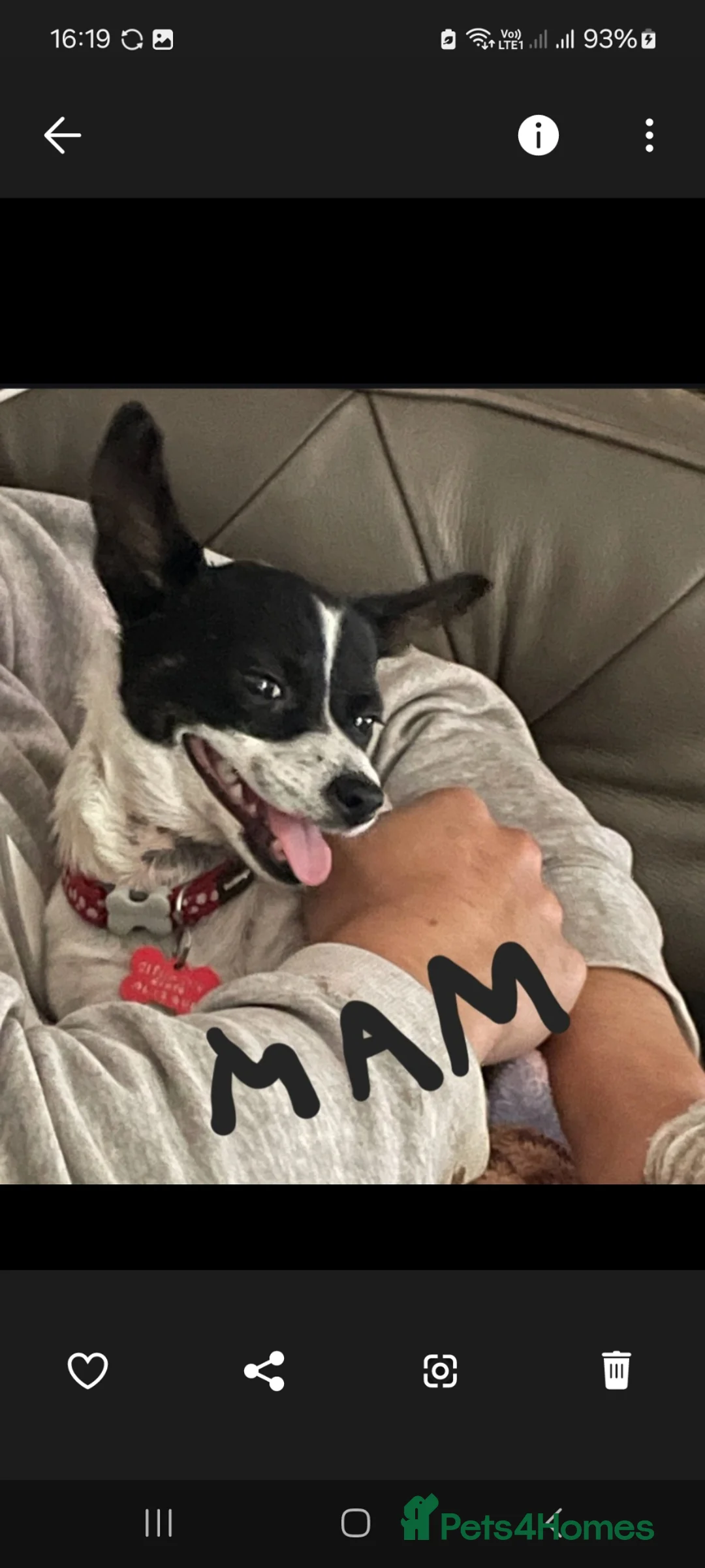 Chiweenie dogs for sale: Beautiful little boy chihuahua cross dauchound  - Advert 2