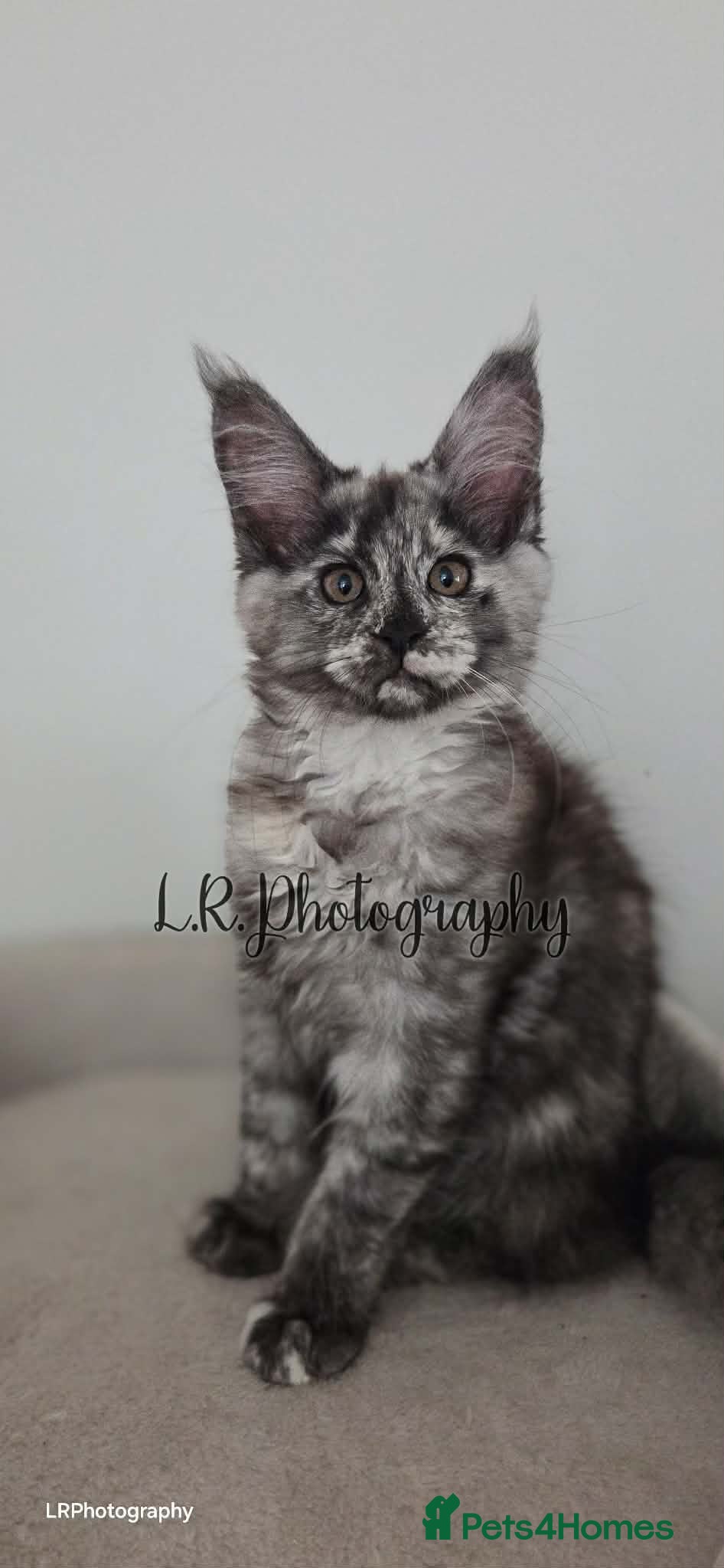 Maine Coon cats TICA Registered Maine Coon !! Last kitten!! - Advert 2