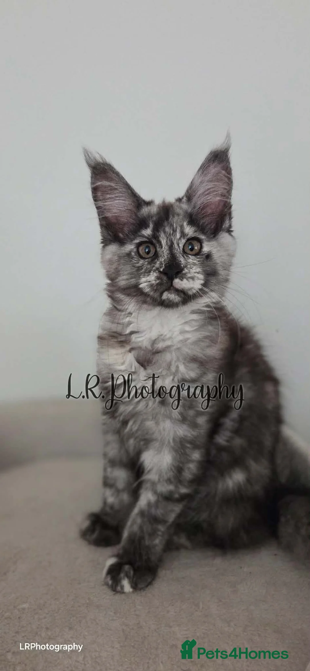 Maine Coon cats for sale: TICA Registered Maine Coon !! Last kitten!! - Advert 2