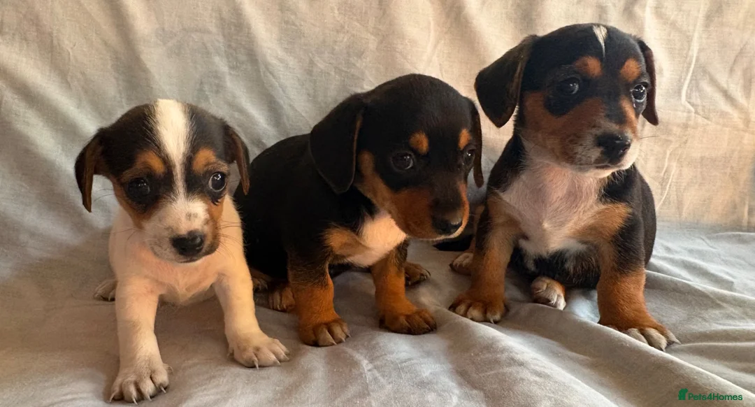 Jack Russell dogs for sale: Miniature Jack Russell puppies  - Advert 2