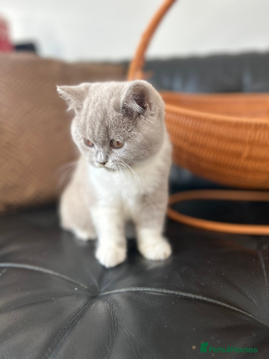 British Shorthair cats for sale: Beautiful British Shorthair Kittens - Advert 8